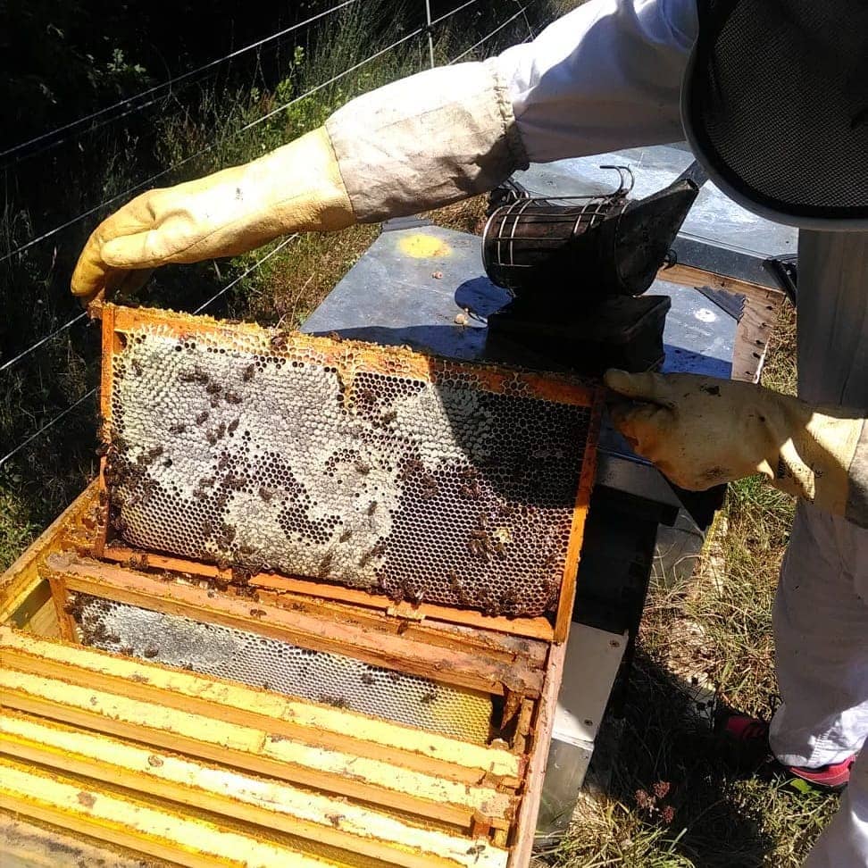 Panal Mielería Secretos de abejas
