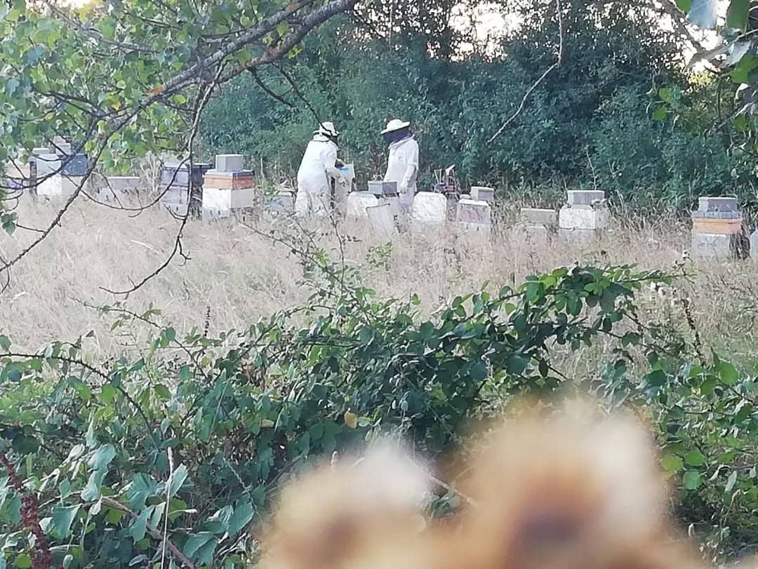 Apicultura Mielería Secretos de abejas Cantabria