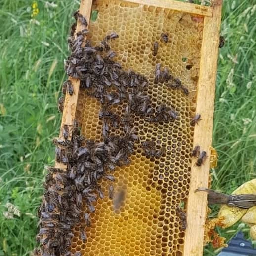 Panal Mielería Secretos de abejas Cantabria