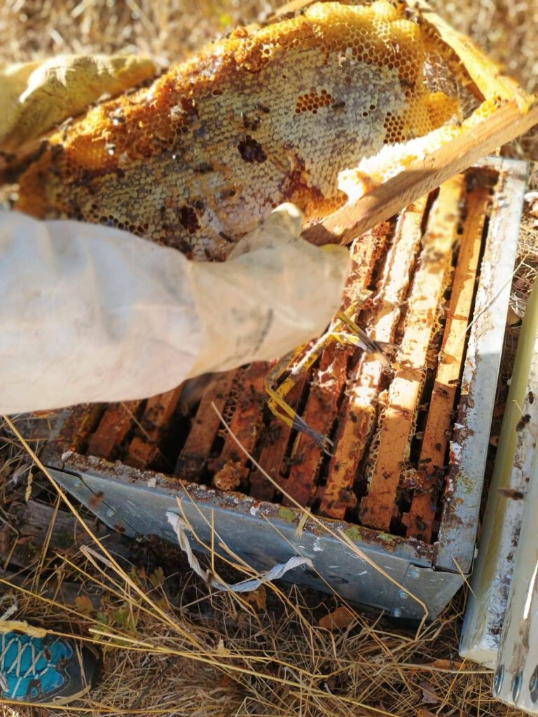Panales apicultura Secretos de abejas Cantabria