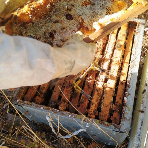 Cuidado Abejas Secretos de abejas Cantabria Cuidado Abejas Secretos de abejas Cantabria