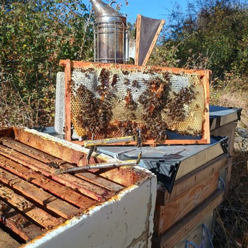 Traslado panales Secretos de abejas Cantabria Traslado panales Secretos de abejas Cantabria